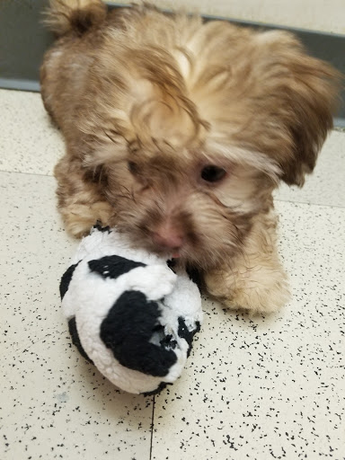 Pet Supply Store «Petland», reviews and photos, 6126 Northwest Hwy, Crystal Lake, IL 60014, USA