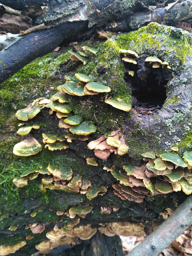 Nature Preserve «Sauk Trail Woods», reviews and photos, 3028 Forest Preserve Dr, Chicago Heights, IL 60411, USA