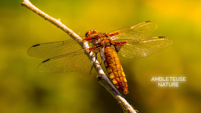 Ambleteuse Nature à Ambleteuse