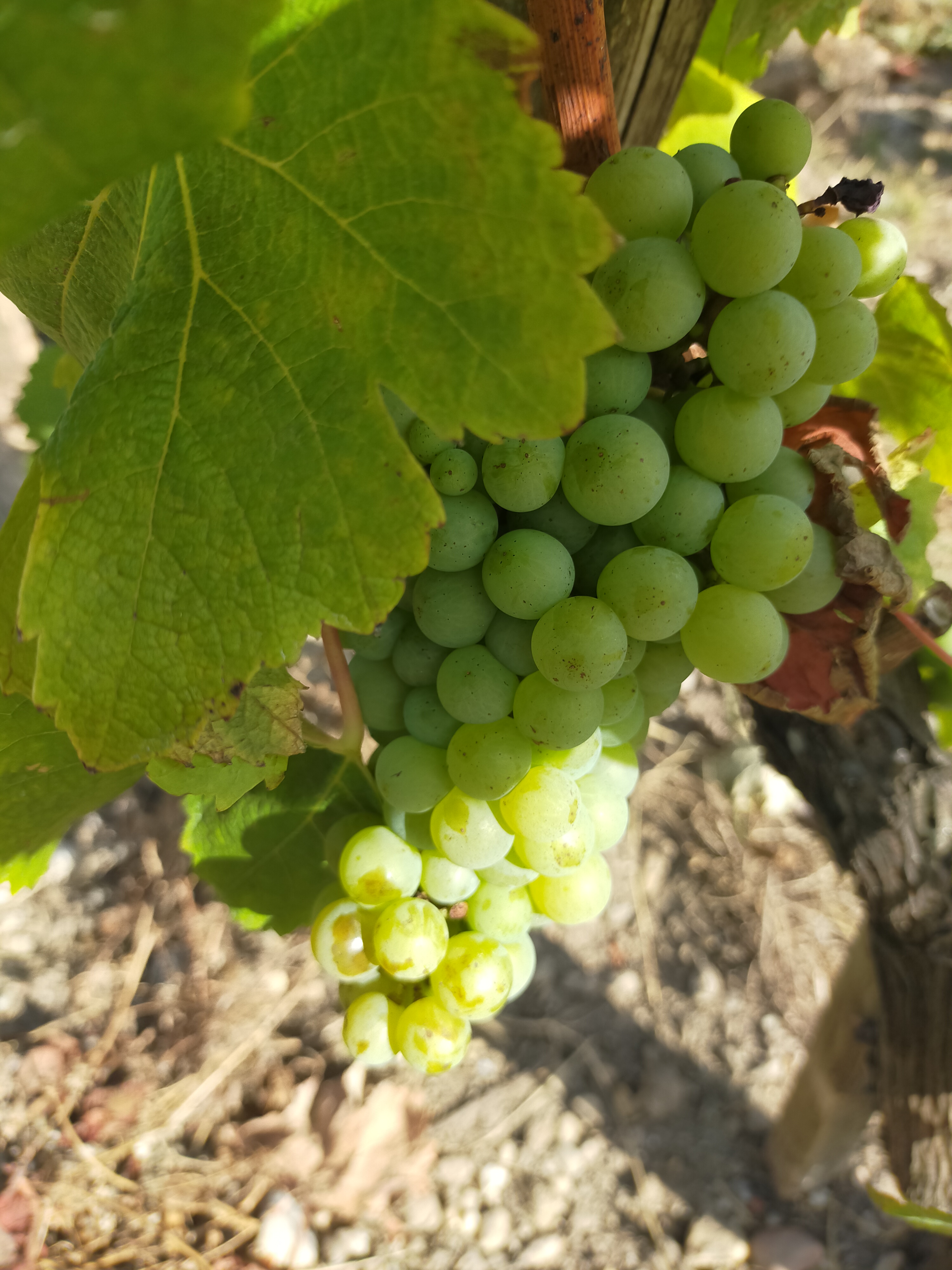 Photo n° 11 de l'avis de Françoise.e fait le 25/07/2020 à 12:04