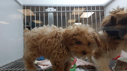 Pet Store «Petland Topeka», reviews and photos, 1801 SW Wanamaker Rd, Topeka, KS 66614, USA