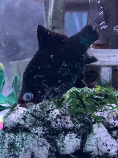 Pet Store «Southside Pet Shop», reviews and photos, 7031 Southside Dr, Louisville, KY 40214, USA