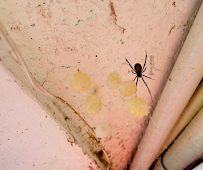 All Pro Pest Control - Photo 2 - Car repair in , Lehigh Acres