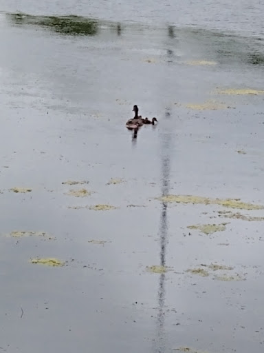 Golf Club «Green Crest Golf Club», reviews and photos, 7813 Bethany Rd, Middletown, OH 45044, USA