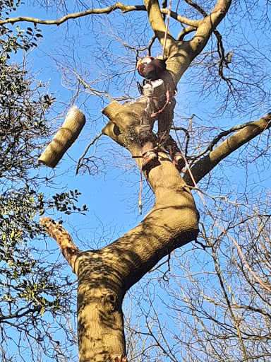 Tree Doctors