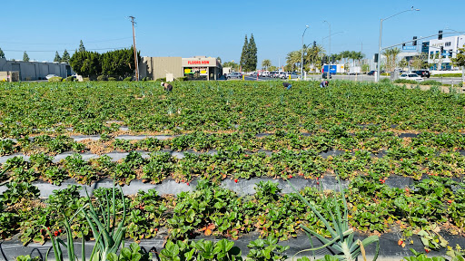 Berumen Farms