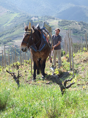 Domaine de la Casa Blanca à Banyuls-sur-Mer