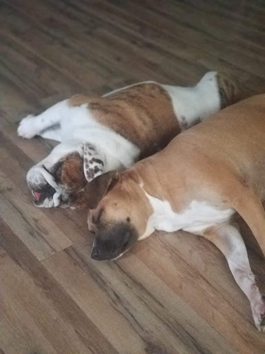 Pet Groomer «Ufuri Pet Salon», reviews and photos, 235 Huron Ave, Port Huron, MI 48060, USA