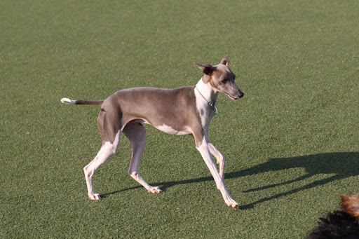 Dog Park «Bay Park Dog Park», reviews and photos, 2 Marjorie Ln, East Rockaway, NY 11518, USA