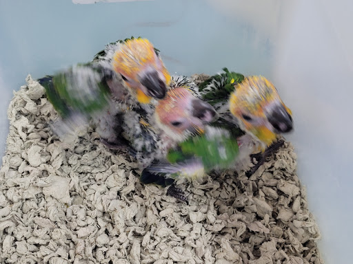 Pet Store «Leesburg Pet Center», reviews and photos, 959 N 14th St, Leesburg, FL 34748, USA