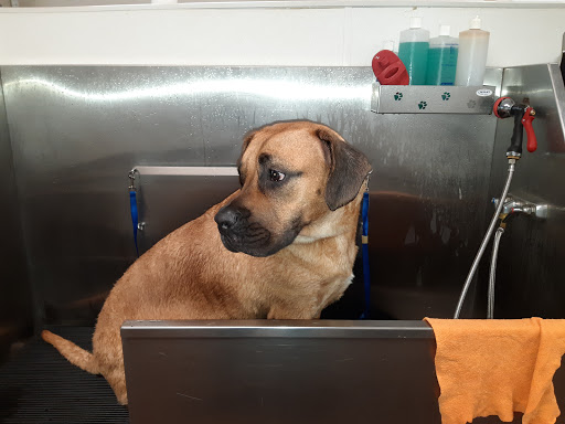 Pet Groomer «U Dirty Dog», reviews and photos, 232 Stevens Entry, Peachtree City, GA 30269, USA