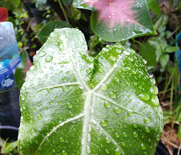 Taman Jiwa photo