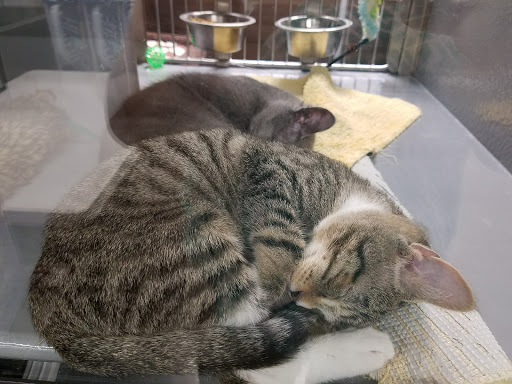 Pet Store «PetSmart», reviews and photos, 3152 Phoenix Center Dr, Washington, MO 63090, USA