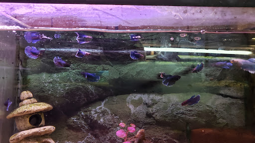 Pet Store «Boiling Springs Pet World», reviews and photos, 2651 Boiling Springs Rd, Spartanburg, SC 29316, USA