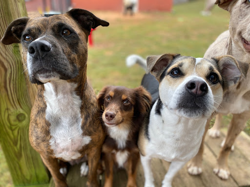 1438 Buford Hwy, Cumming, GA 30041, USA