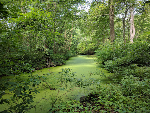 Webster Conservation Area, 416 Hammond Pond Pkwy, Newton, MA 02459