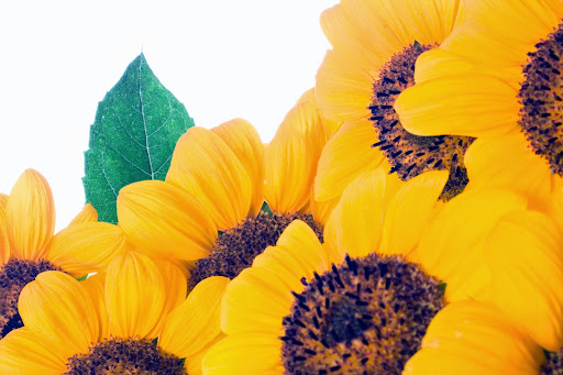 Florist «Howard Beach Florist», reviews and photos, 100-20 159th Ave, Howard Beach, NY 11414, USA