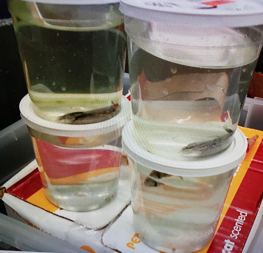 Pet Supply Store «Pet Supplies Plus», reviews and photos, 2223 Concord Pike, Wilmington, DE 19803, USA