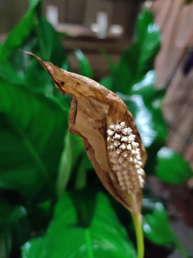 Florist «Flower Expressions», reviews and photos, 8836 Belair Rd, Nottingham, MD 21236, USA