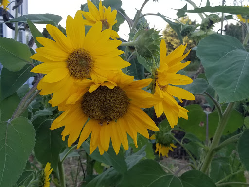 Community garden Bridgeport