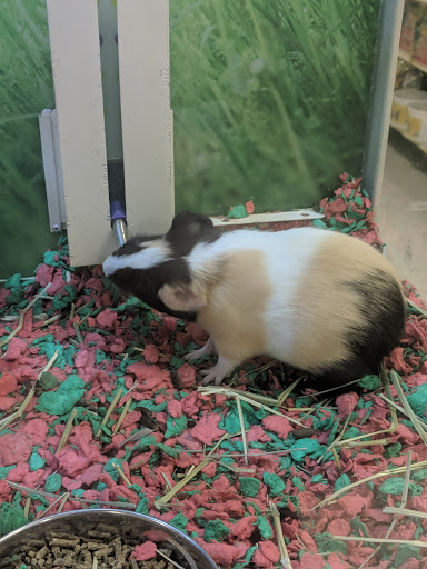 Pet Supply Store «PetSmart», reviews and photos, 6535 Frontier Dr, Springfield, VA 22150, USA