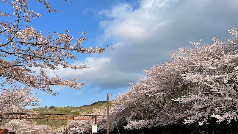 稲取高原桜回廊
