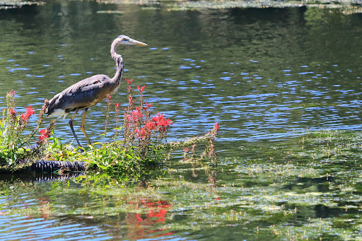 Park «Town of Arlington Menotomy Rocks Park», reviews and photos, 129 Jason St, Arlington, MA 02476, USA