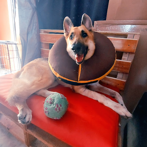 Veterinaria Serengueti