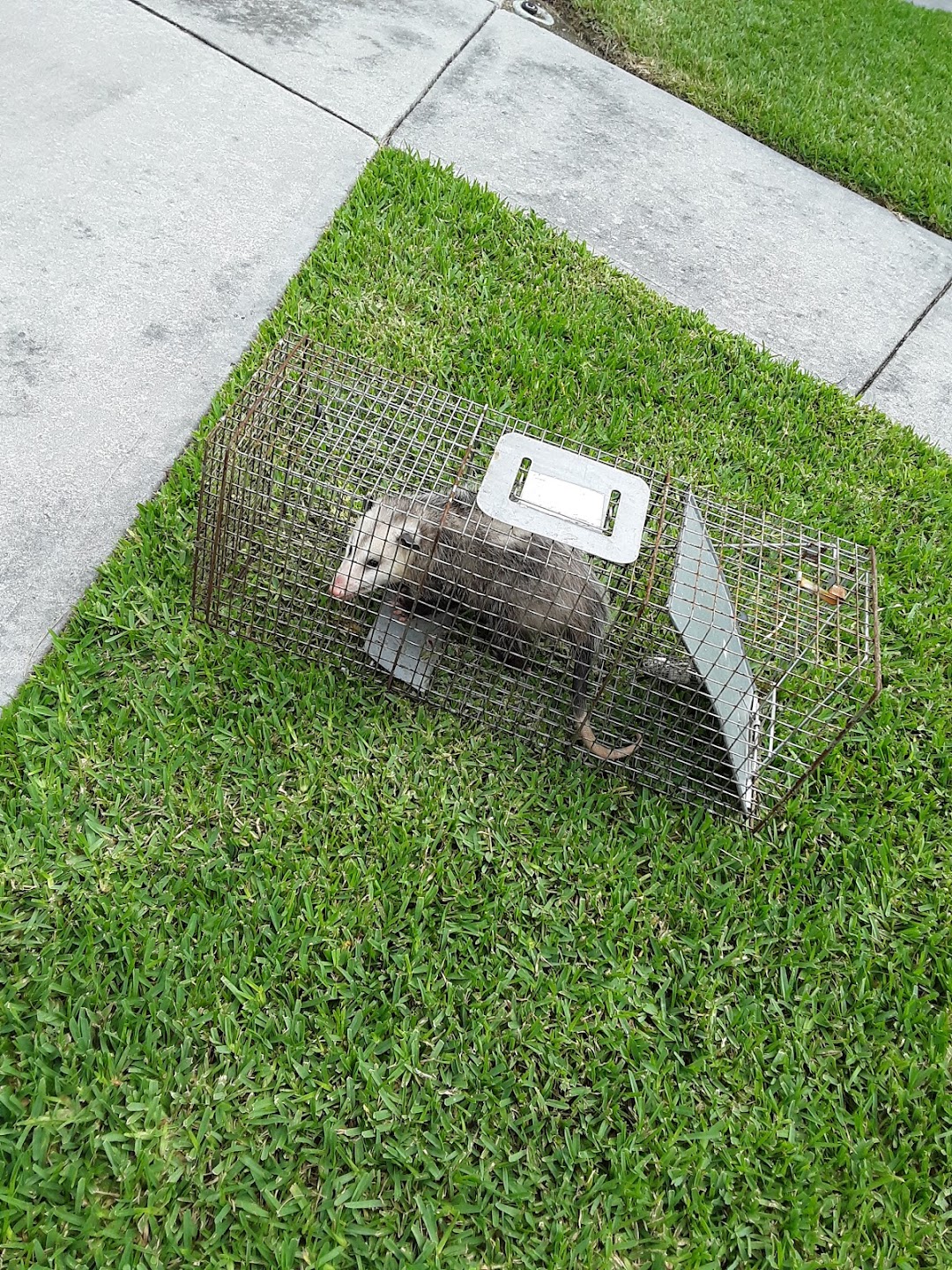 Rat Removal Pros