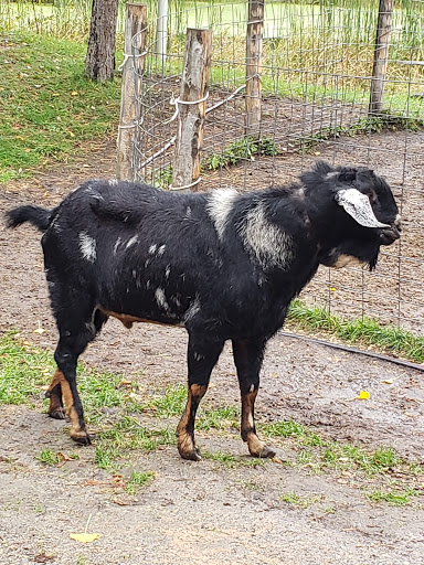 Golf Club «Big Stone Mini Golf», reviews and photos, 7110 County Rd 110 W, Minnetrista, MN 55364, USA