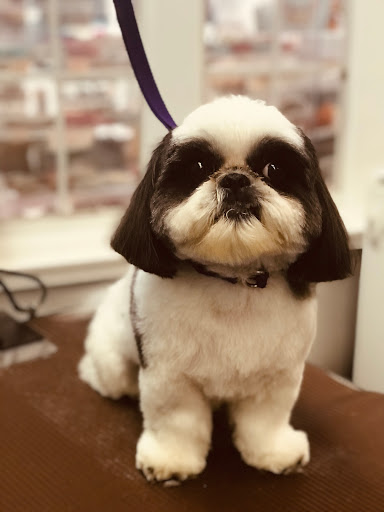 Pet Store «Canine Carousel», reviews and photos, 43135 Broadlands Center Plaza #129, Ashburn, VA 20148, USA