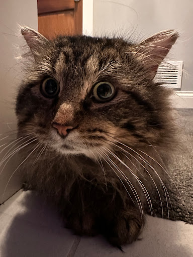 Otter Lake Animal Care Center image