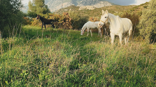 Datça Binicilik Merkezi
