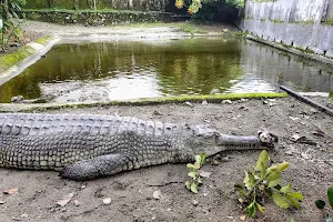 Crocodile Zoo image