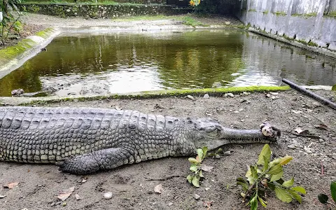 Crocodile Zoo image