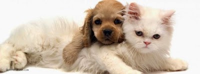 Photos of Happy Pet