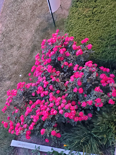 Florist «Floral Excellence», reviews and photos, 1026 S McLean Blvd, Elgin, IL 60123, USA