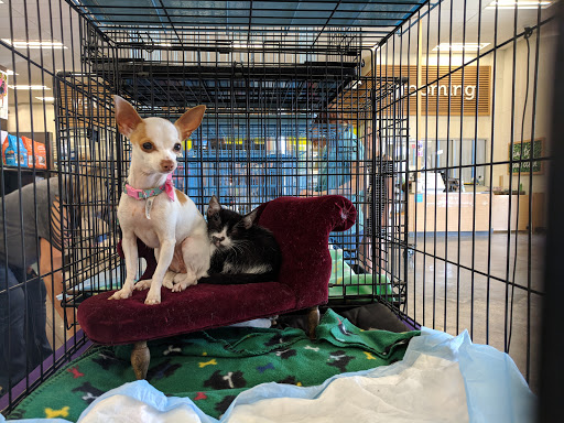 Pet Supply Store «Petco Animal Supplies», reviews and photos, 26501 Bouquet Canyon Rd, Saugus, CA 91350, USA