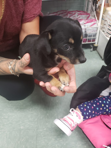 Pet Store «The Pet Stop», reviews and photos, 9128 E Foothill Blvd, Rancho Cucamonga, CA 91730, USA