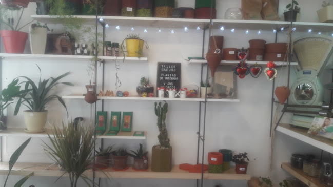 Opiniones de El Jardinista en Providencia - Centro de jardinería
