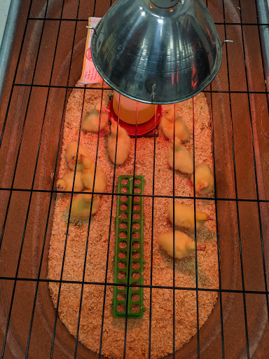 Animal Feed Store «Wilco Farm Store», reviews and photos, 1905 NE Four Acre Pl, Corvallis, OR 97330, USA