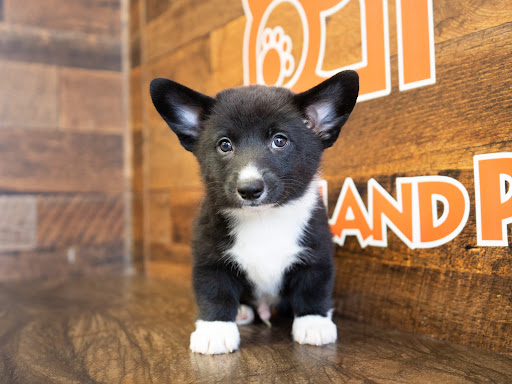 Pet Store «Petland of Plantation», reviews and photos, 801 S University Dr, Plantation, FL 33324, USA