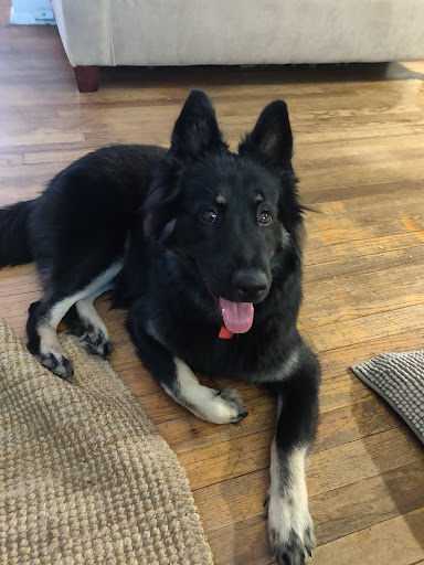 Pet Supply Store «Petco Animal Supplies», reviews and photos, 15475 Annapolis Rd #100, Bowie, MD 20715, USA