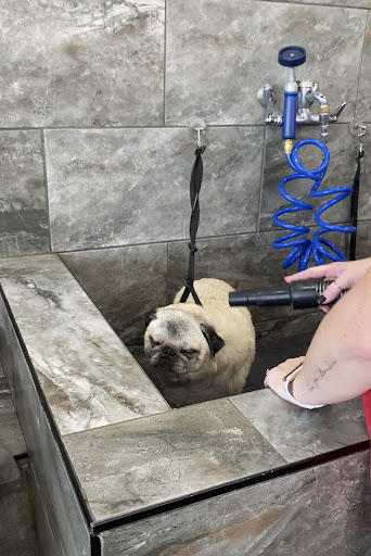 Pet Supply Store «Pet Supermarket», reviews and photos, 6307 N 9th Ave #1, Pensacola, FL 32504, USA