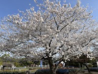 寺山いこいの広場