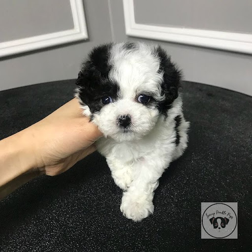 Tea Cup Poodle Puppy store