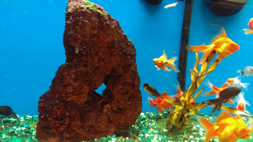 Pet Supply Store «Petco Animal Supplies», reviews and photos, 28400 Dequindre Rd, Warren, MI 48092, USA