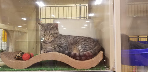 Pet Supply Store «PetSmart», reviews and photos, 3 McKenna Rd, Arden, NC 28704, USA