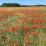 Photo n° 1 de l'avis de Is. fait le 28/05/2023 à 09:13 pour Mas De La Tour à Gargas