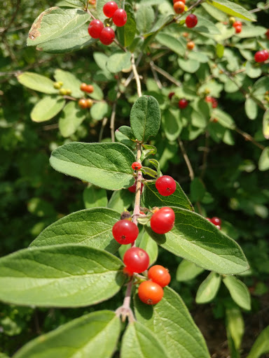 Nature Preserve «John H. Chafee Nature Preserve», reviews and photos, Boston Neck Rd, North Kingstown, RI 02852, USA